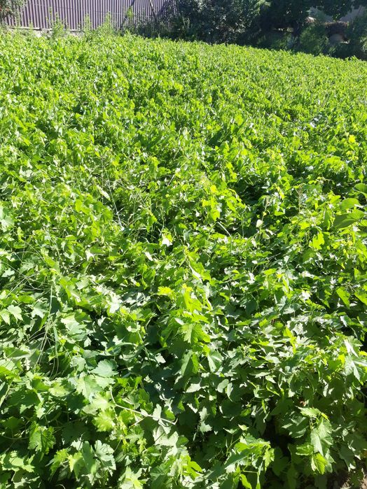 Uzum nihollari  ishonchli  gigan (so‘g‘diyona), qora kishmish, toyfi