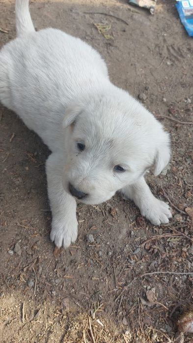 Щенки в добрые руки