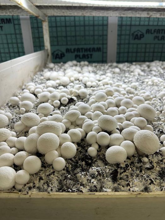 Qoʻziqorin sotish va yetishtirish