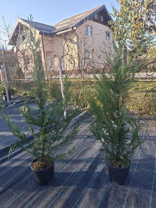 Plante ornamentale