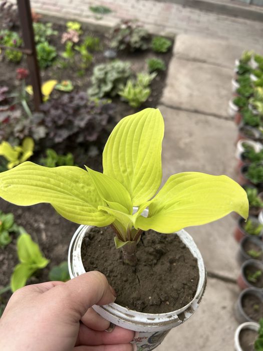 Хосты гейхеры в продаже