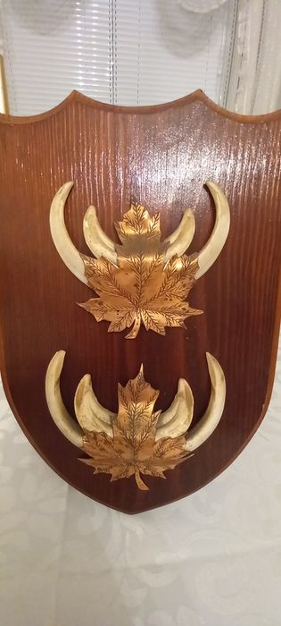 Немски трофеи диво прасе, документ, трофей