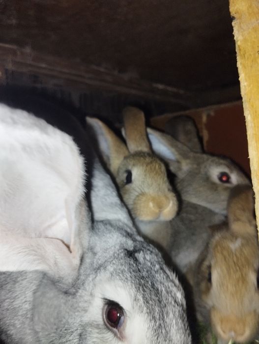 Крольчата двухмесячные