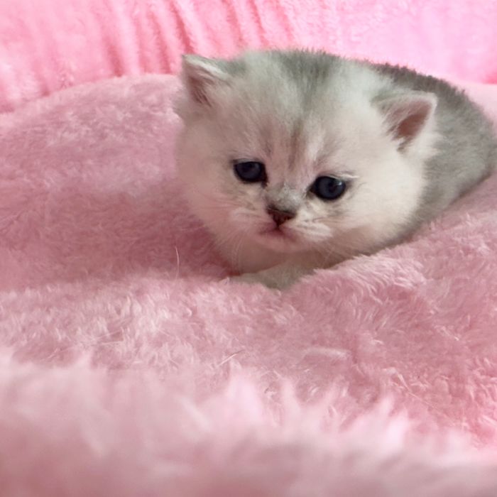 Британский серибристый котять СКИДКИ в честь Хайита