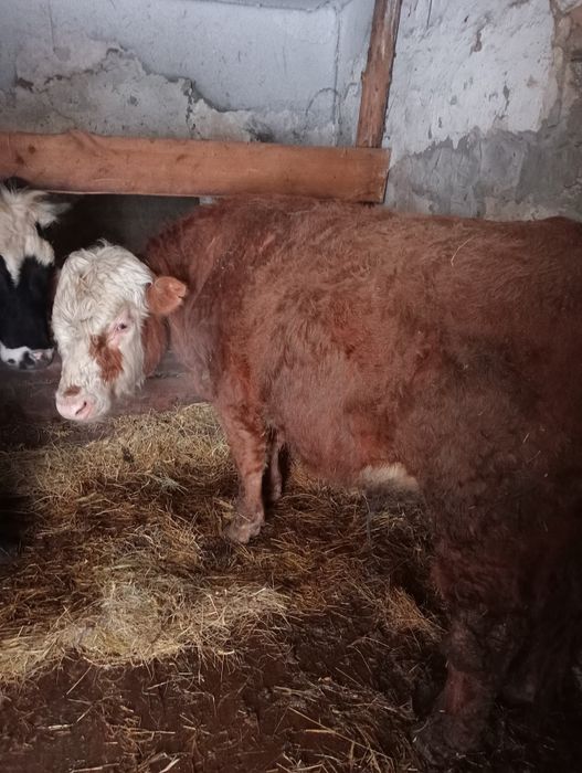 Продам бычек на племя