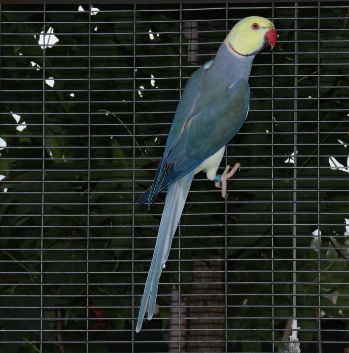 Малък Александър