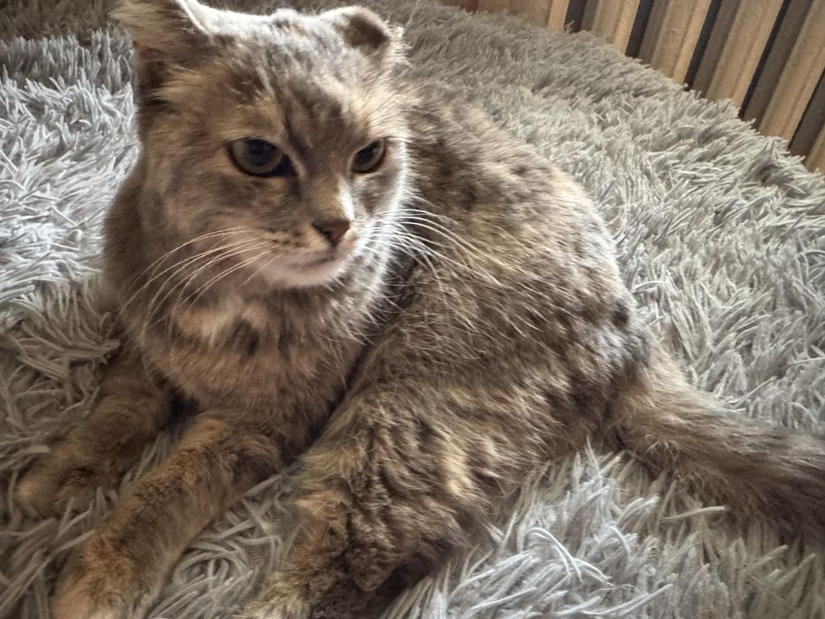 Отдам кошечку стерилизованную