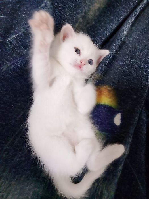 Продам кошечку 2месяца.