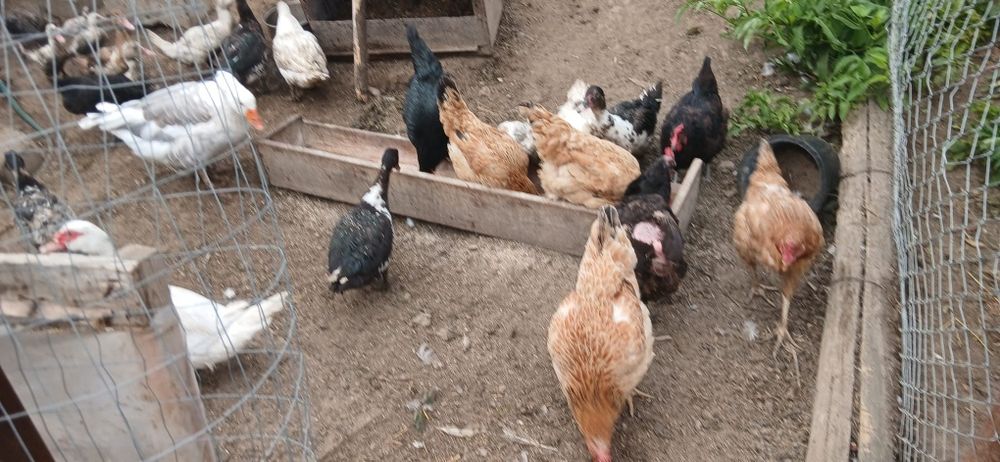 Găini, Rațe si Gâște de vânzare