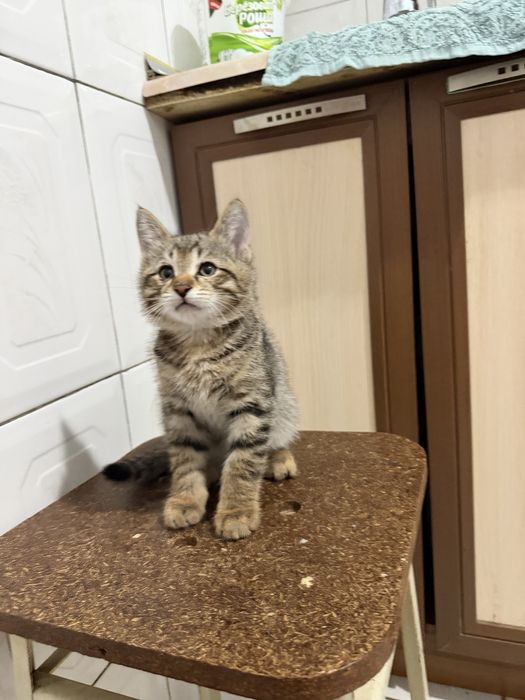 Мушук болалари яхши колларга