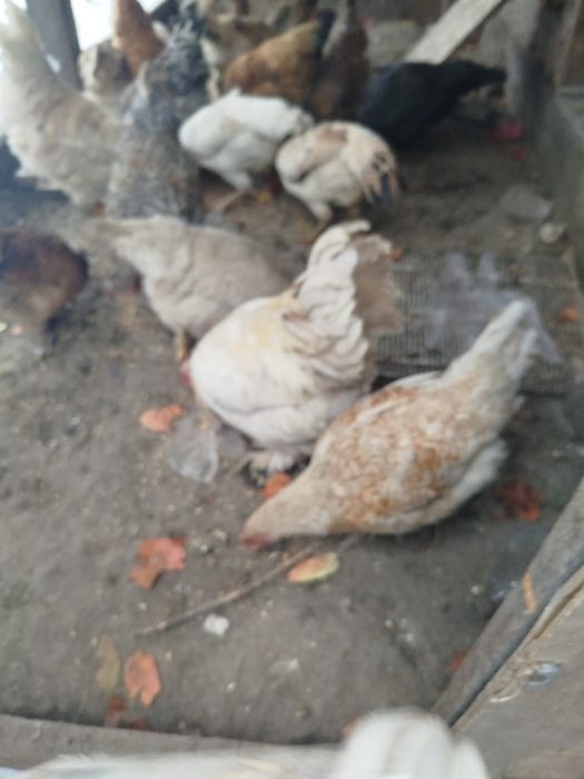 Куры молодки прошлого года