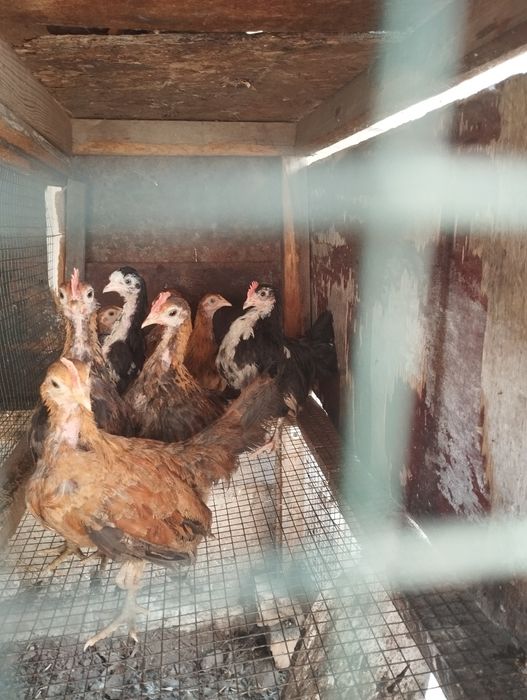На продажу куры породистые и домашние.