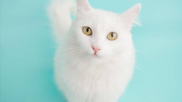 Котята турецкая ангора