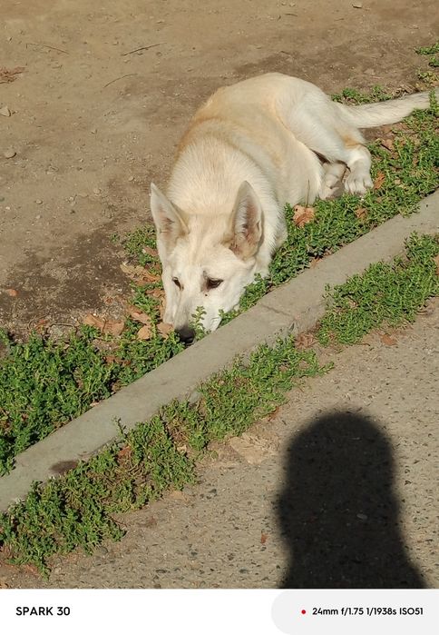 Отдам бобика бесплатно