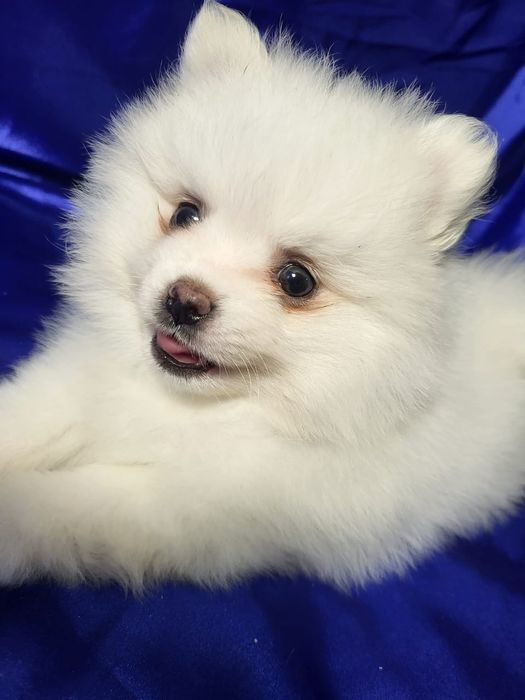 Щенки немецкого-шпица