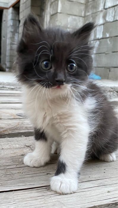 Отдам даром кошек