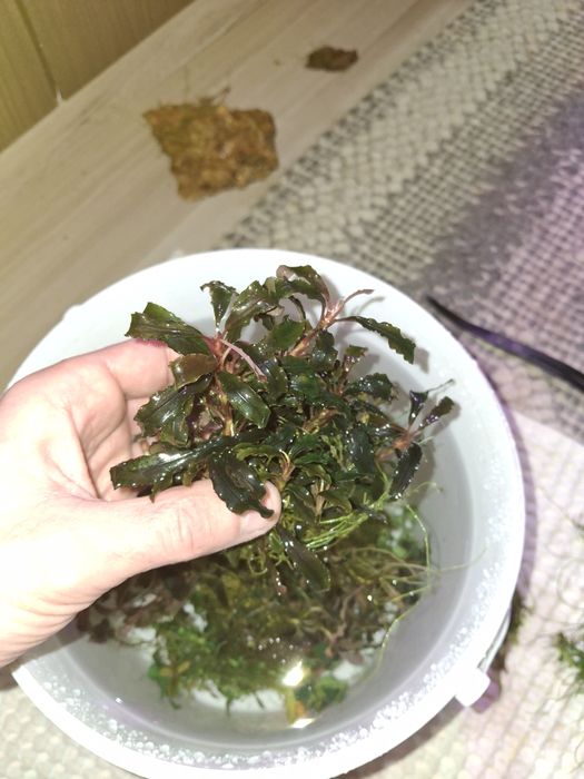 Plante și pesti acvariu