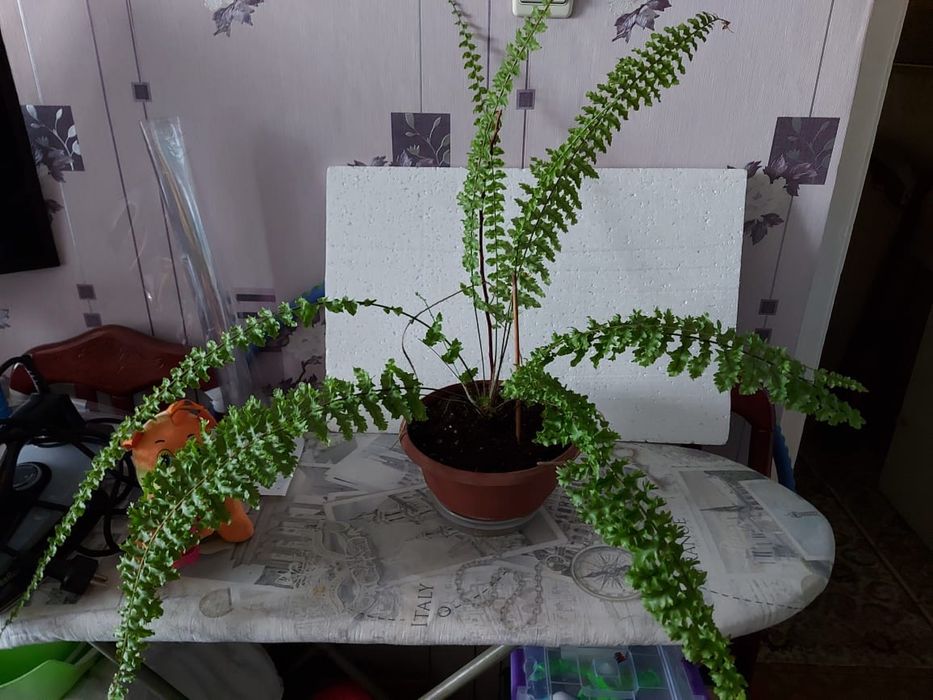 Папоротник кудрявый