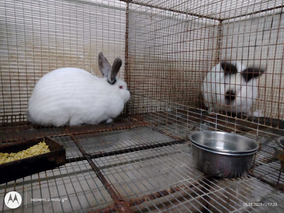 Зайци за разплод калифорнийски, бял великан и др.