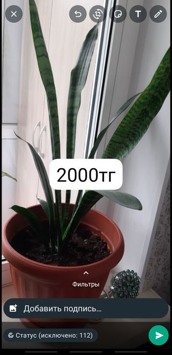 Үй гүлдері 2000 тг