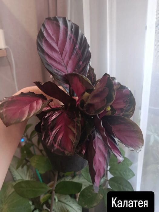 Продам комнатные цветы