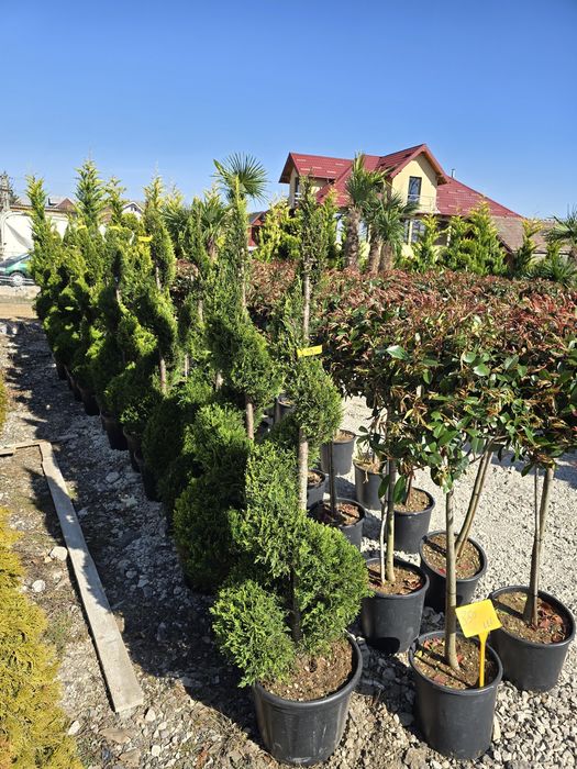 Dafin  Palmier pon-pon