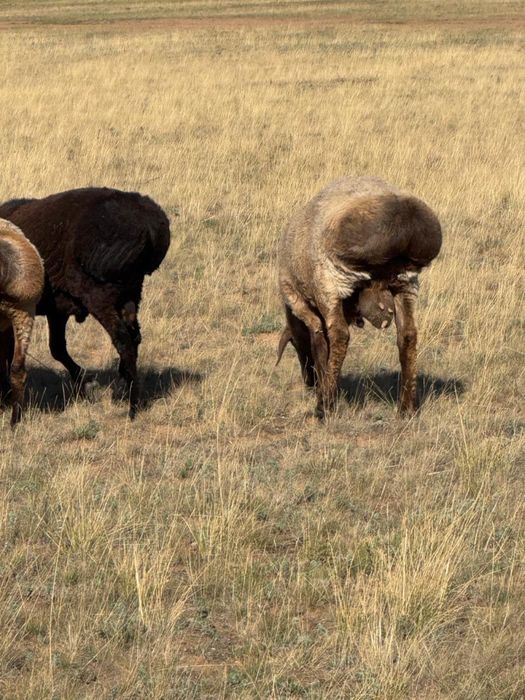 2 кошкарларды сатамын