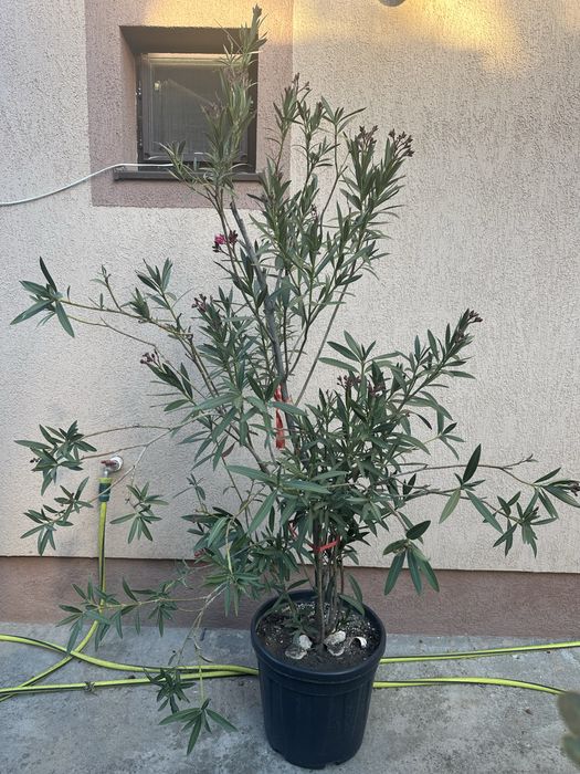 Flori interior/exterior