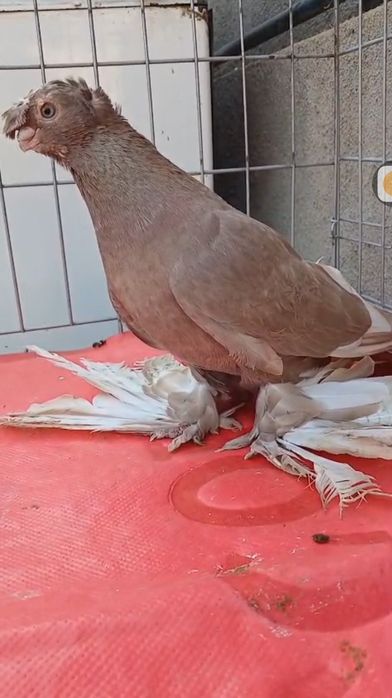 Продам голубей...