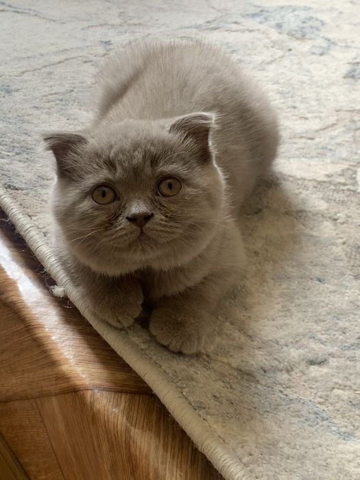 Продается котенок скоттиш фолд