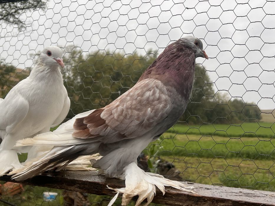 Vand porumbei incaltati tapalagosi