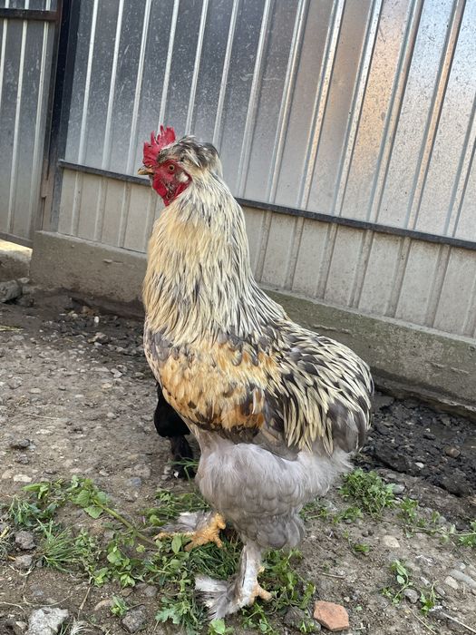 Oua pentru incubat - Gaini motate