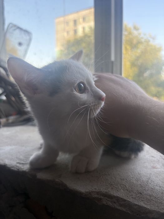 Котята бесплатно, корм в подарок!