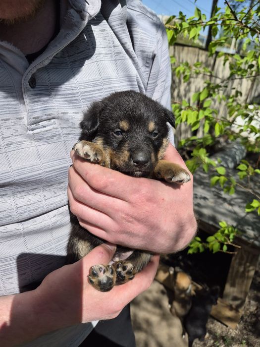 Щенки 2 месяца (4 мальчика, 2 девочки)