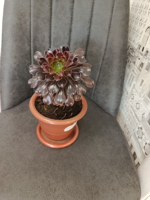 Продам комнатные цветы