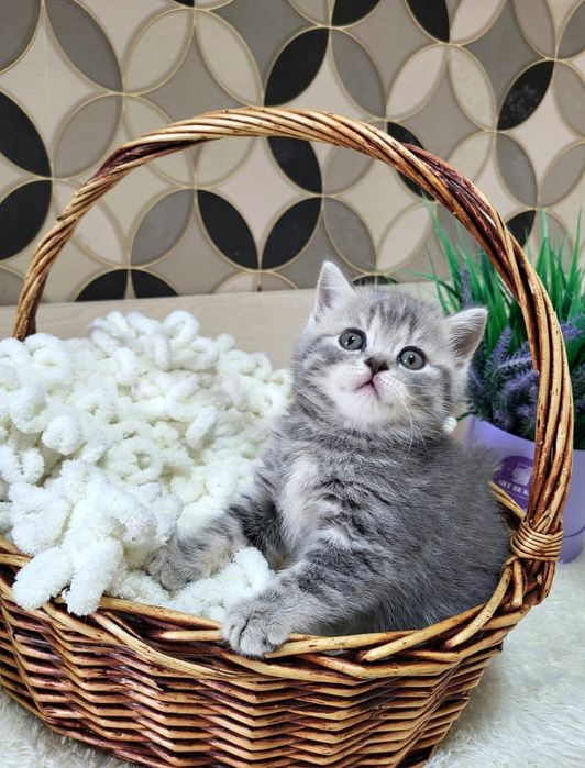 Забавные британские малыши