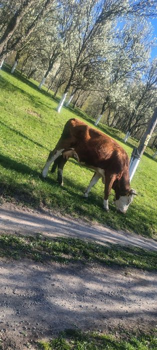 Vand vaca  tanara