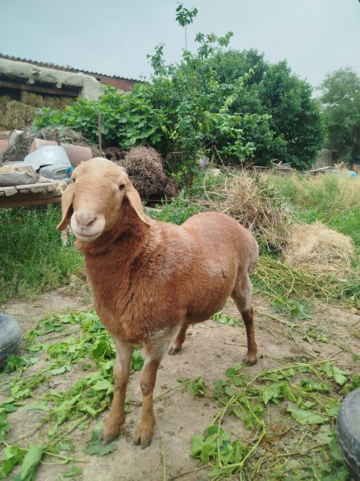 Qochqor sotiladi