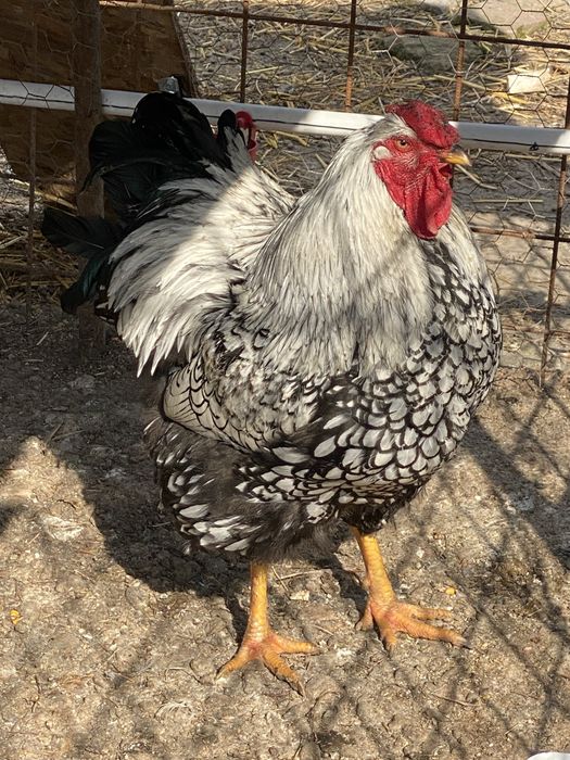 Cocoș playmonth si wyandotte