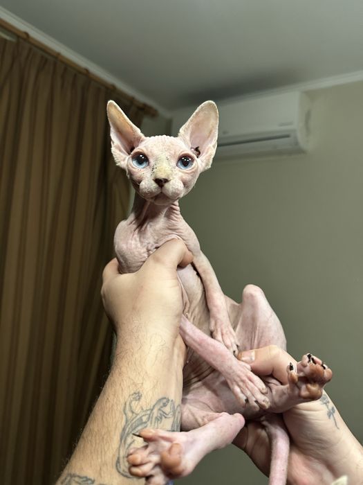 Сфинкс Котенце Sphynx