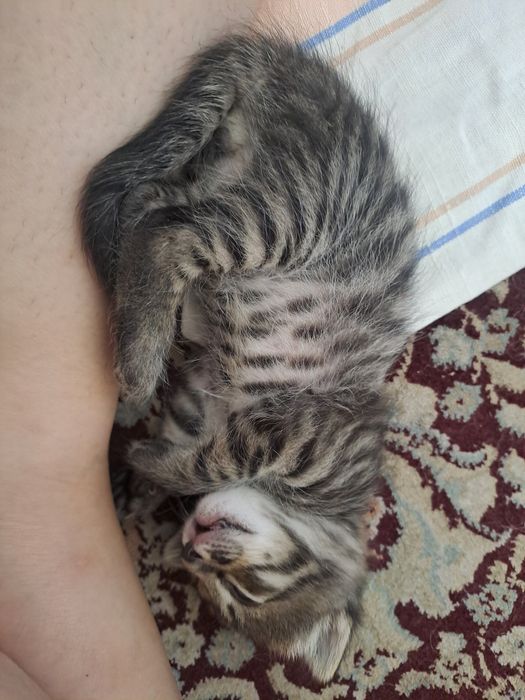 Мушук болалари бераман