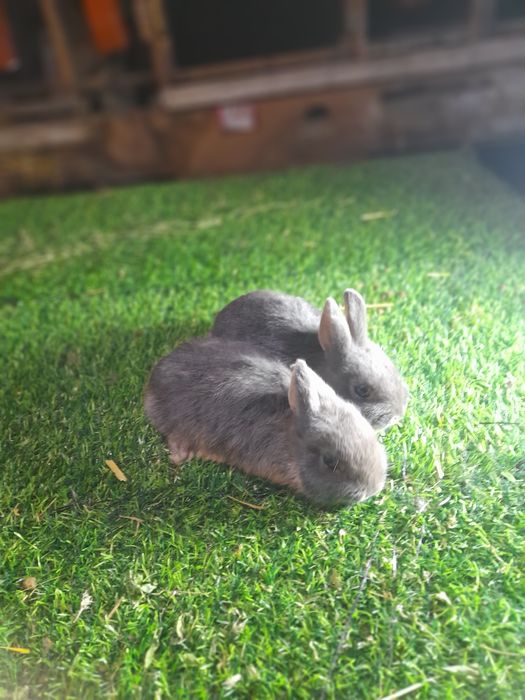 Карлик чёрный агнени ва галубой агнени  аргинал