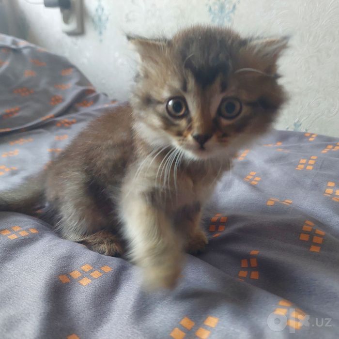 Котёнок вислоухий