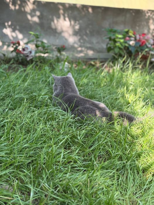 Вязка Киз бола мушук таклиф киламиза