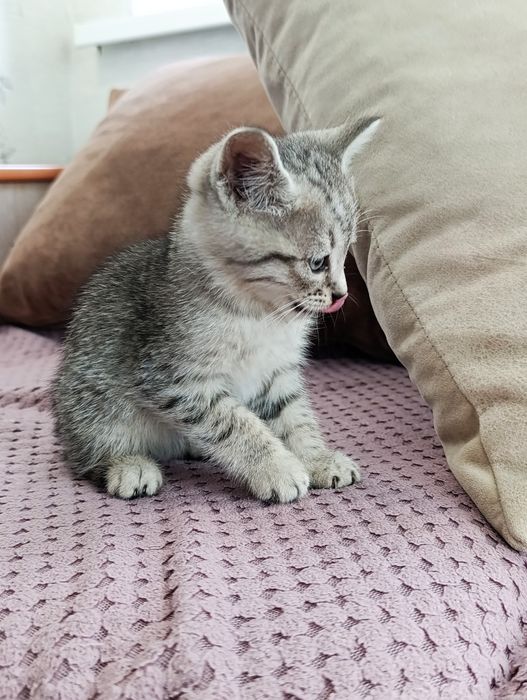 Отдадим котят в добрые руки