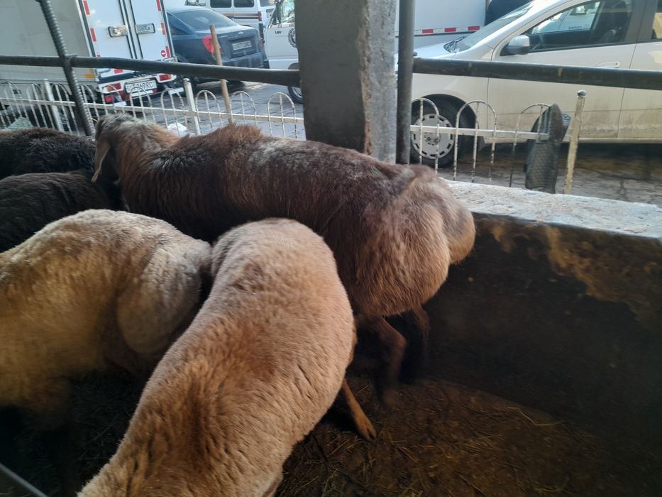 24/7 Aqiqa va Qurbonlik uchun Qizil. Qora. Oq. qochqorlar bor