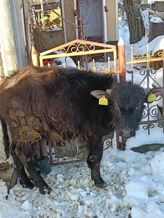 Vând un vițel de bivol