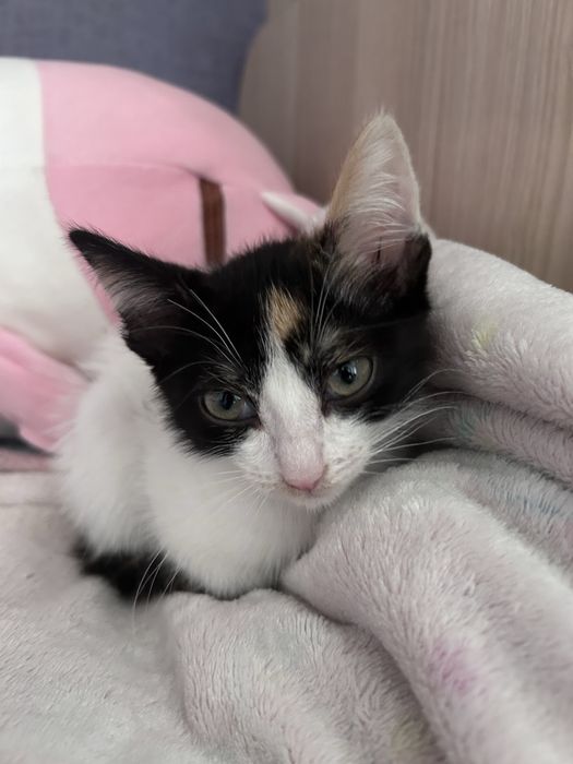 Котенок отдам в хорошие руки
