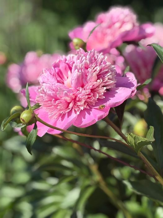 Продам дом 15 км от города