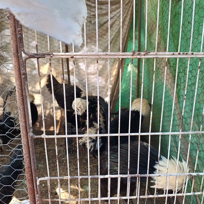 Vând cocosi moțati olandezi